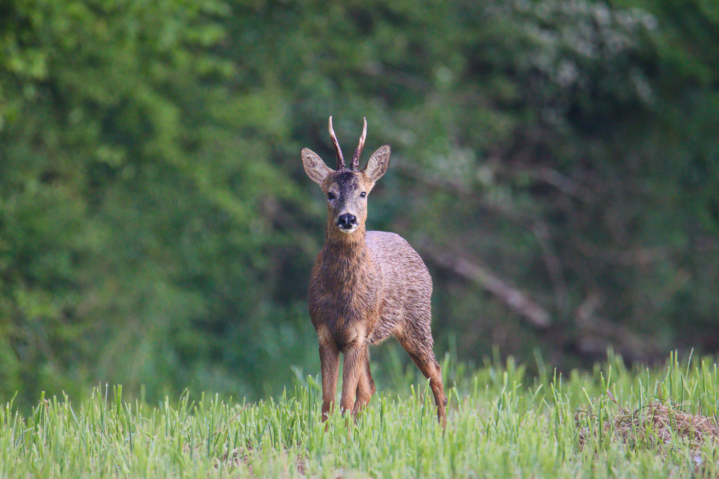 Prince des lisières