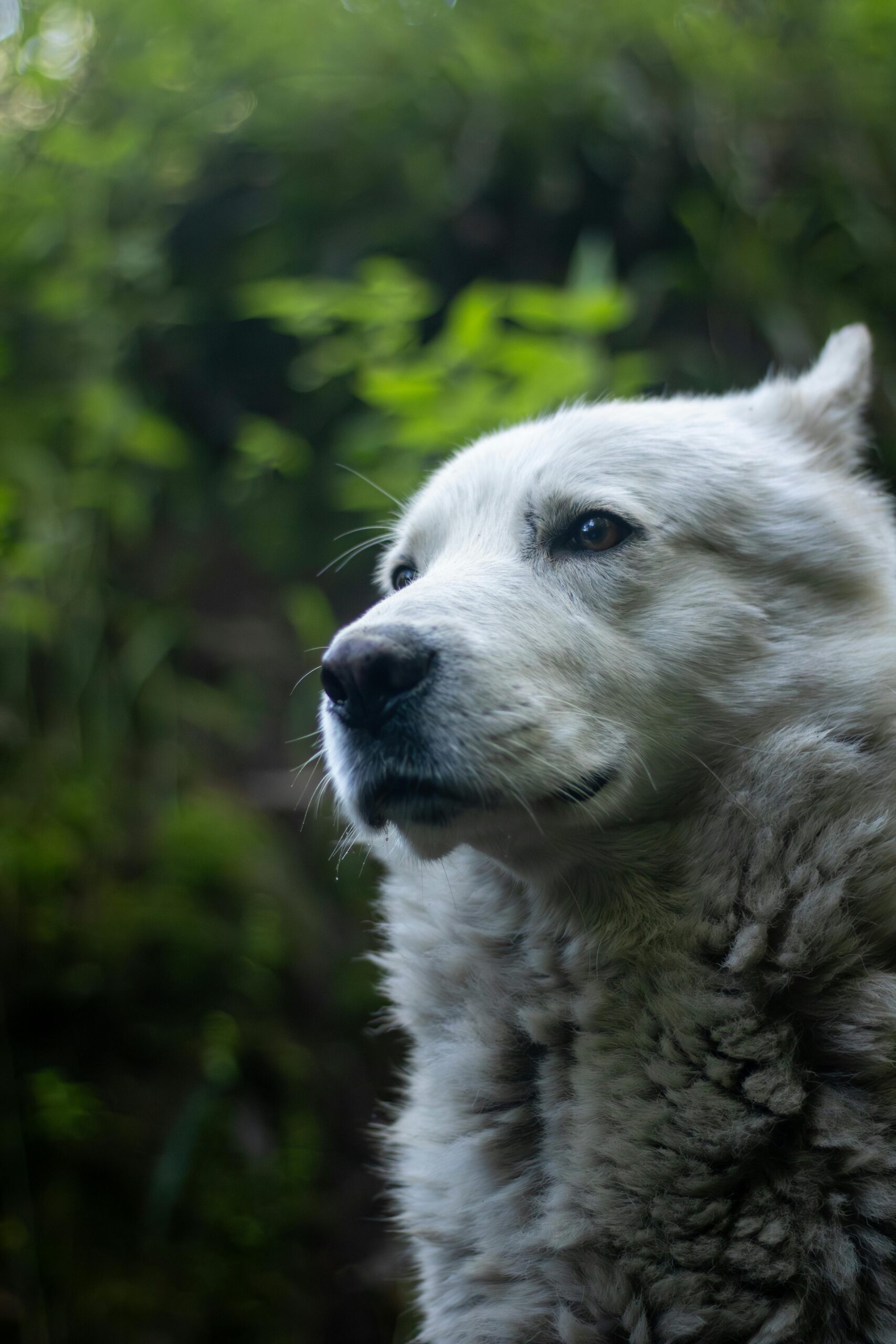 Séance Instinct sauvage 239€